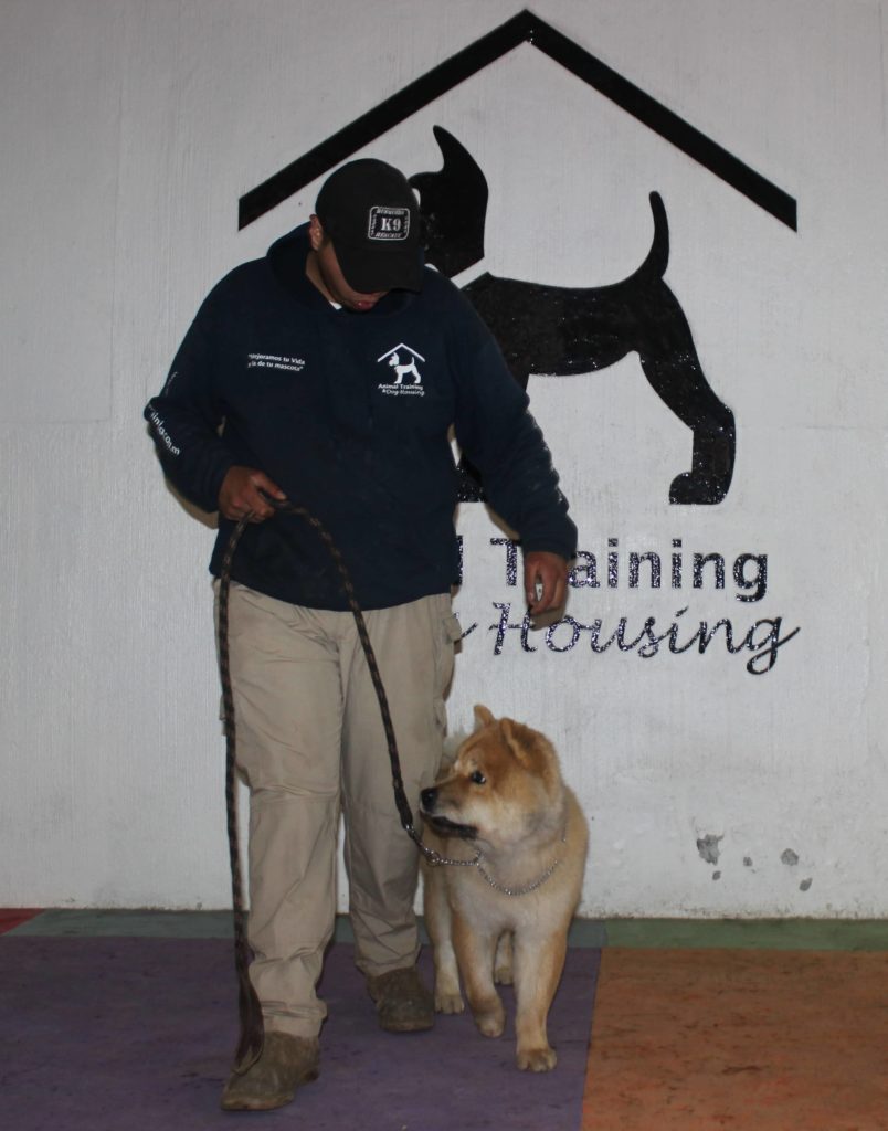 entrenamiento para perros cdmx