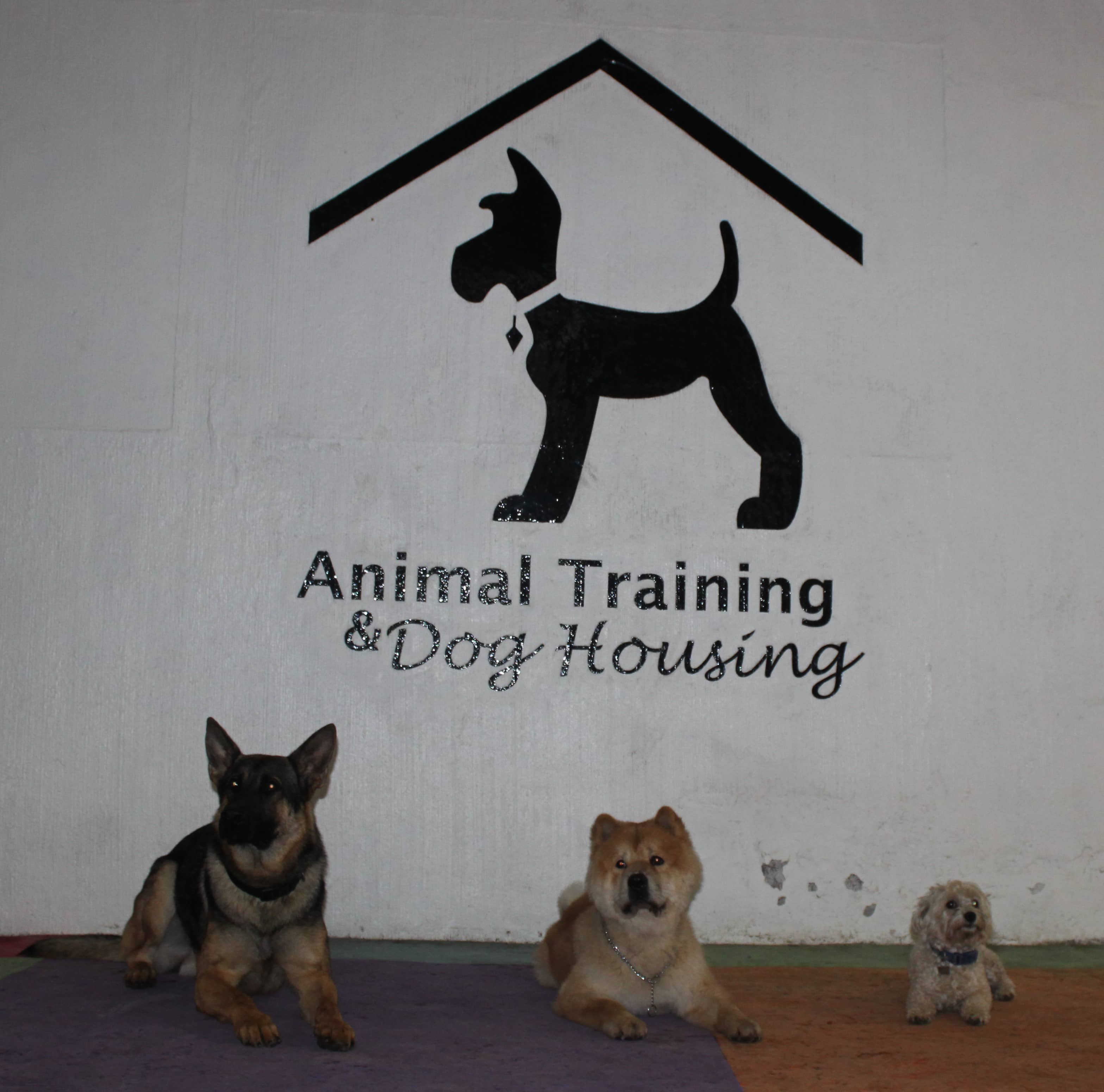 entrenamiento para perros cdmx