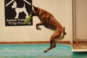hotel canino CDMX