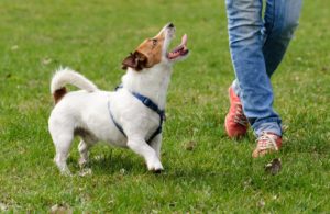 adiestramiento canino CDMX