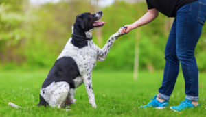 adiestramiento canino CDMX