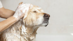 hotel canino CDMX