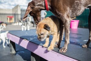 guardería para perros CDMX