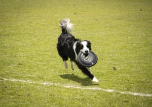 perro con frisbee