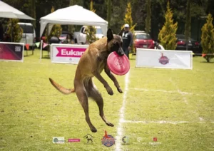 clases de frisbee para perros