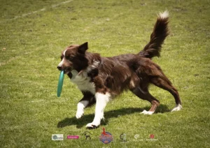 hotel para perros cerca de mí