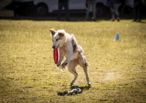 perro