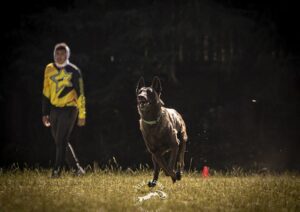 perro