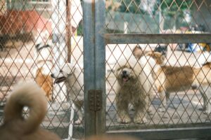 Guardería para perros CDMX