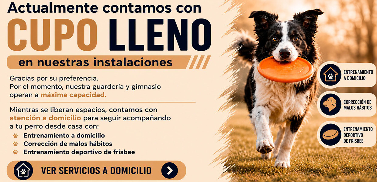 animal-t-cupo-limitado (1)