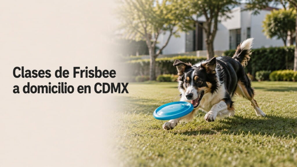 perro con Frisbee